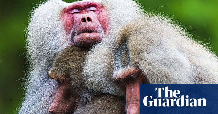 Гамадрил (87 фото): описание, как выглядит, сколько лет живет обезьяна, роль в п