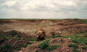 Masai Mara lion