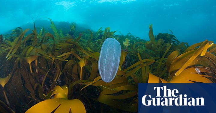 Jellyfish in the North Atlantic - in pictures | Environment | The Guardian