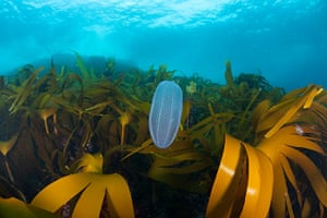 Orkney Islands Jellyfish : Beroe cucumis