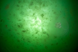 Orkney Islands Jellyfish : moon jellies Aurelia aurita