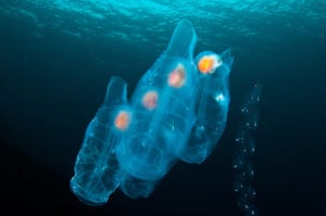 Orkney Islands Jellyfish : Thetys vagina