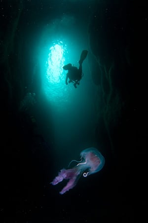 Orkney Islands Jellyfish : Pelagia noctiluca