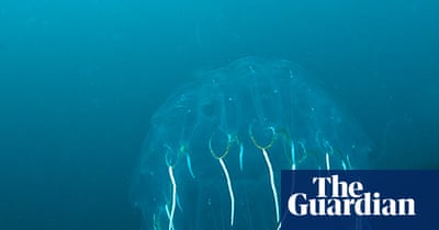 Jellyfish in the North Atlantic - in pictures | Environment | The Guardian