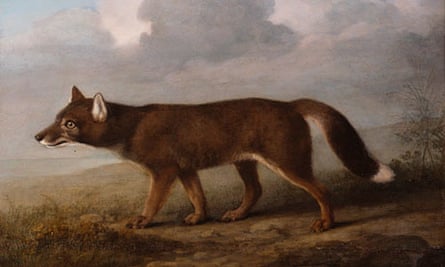 Portrait of a Large Dog, George Stubbs's depiction of a dingo