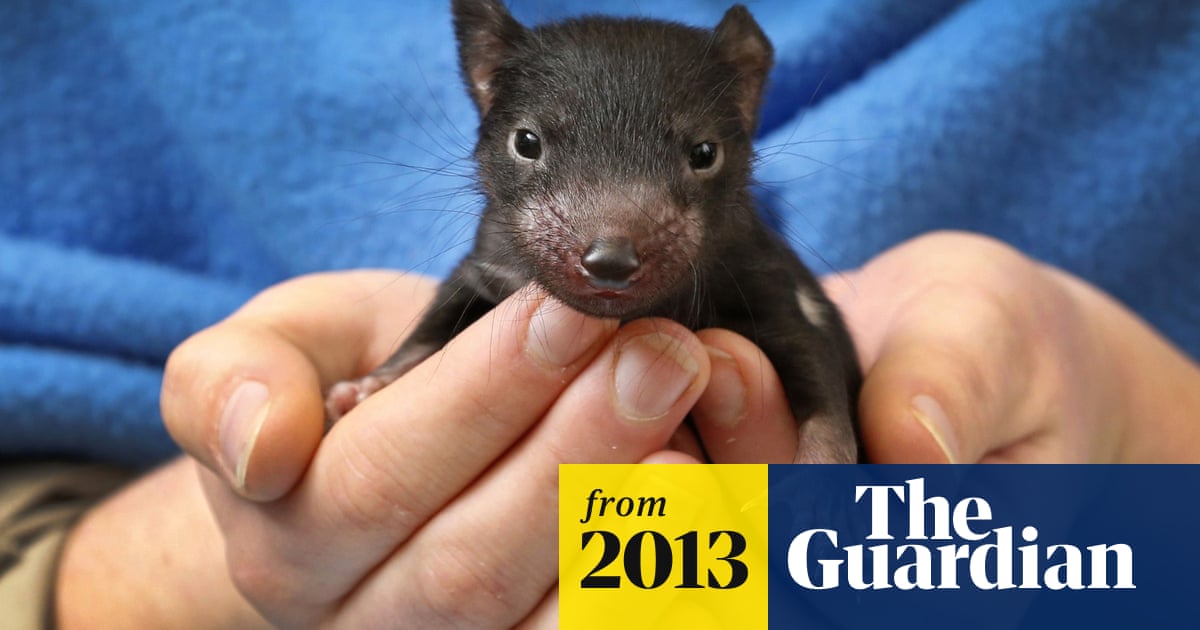 Tasmanian Devils To Be Released Back On To Mainland Environment The Guardian