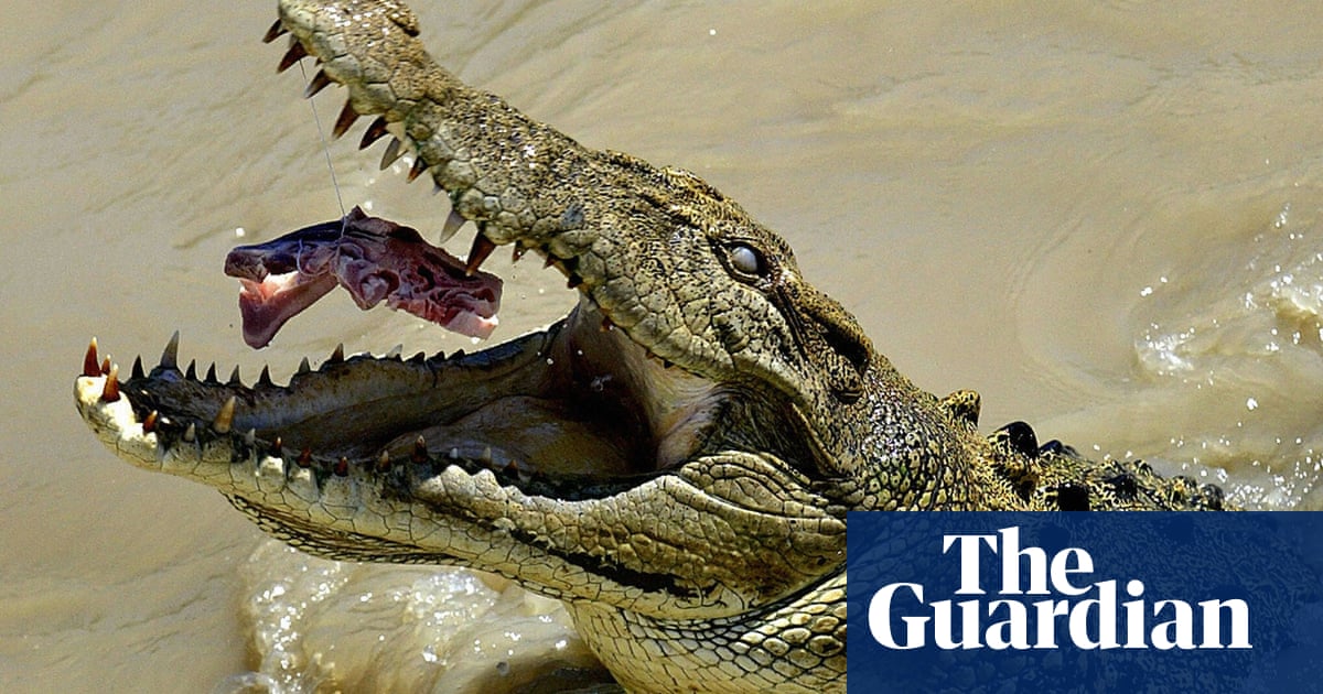 How is a crocodile attack? | Wildlife The Guardian