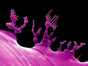 Nanotech : Candlescape purple