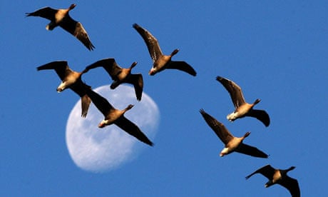 How flocks of birds are able to fly close together without colliding -  Discover Wildlife