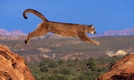 A puma jumping from a rock 