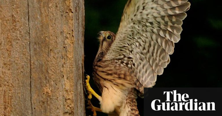 Beautiful Birds Wildlife On Your Doorstep In Pictures