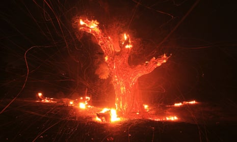 Wind-blown embers fly from an ancient oak tree that burning in the Silver Fire near Banning.