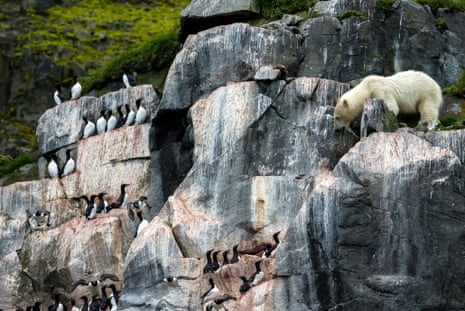 Seabird snack? A polar bear looks down at guillemots and kittiwakes from the side of a cliff in Spitsbergen, Norway.