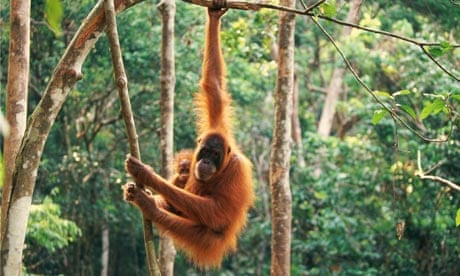 environment orangutan