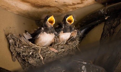 This is a photograph issued by Pensthorpe Nature Reserve in Norfolk of a family of swallows who are ready to fly the nest after raising four chicks in the roof of a Land Rover.