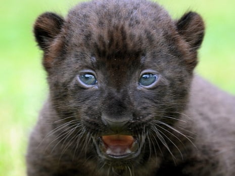 A three-week-old black panther cub at the zoo of Bad Pyrmont, Germany. The young animal will live with its mother for the next five weeks.