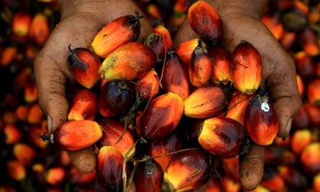MDG :  Palm oil in Indonesia