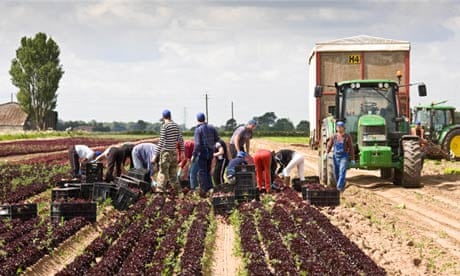 Foreign workers harvesting lettuce in the Lincolnshire Fens, England.