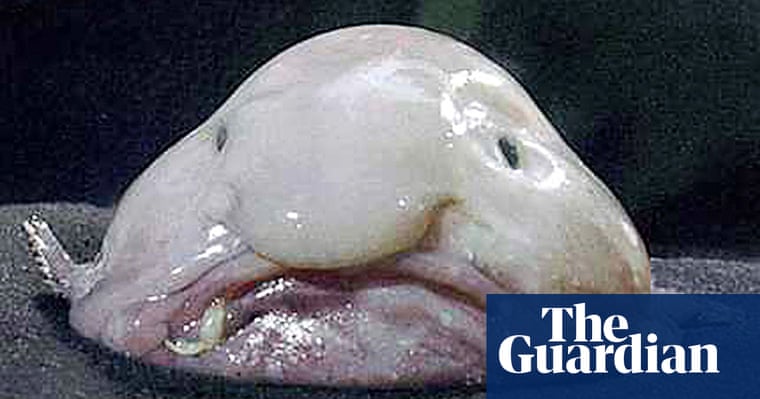 the world s ugliest animals in
