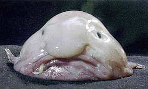 Ugly Animals: Cheer up you're a winner: The blobfish (Psychrolutes marcidus), a species t
