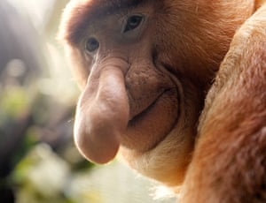 Ugly Animals: A male Proboscis monkey (Nasalis larvatus) in Singapore
