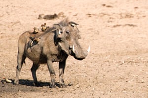 Ugly Animals: A mudmask might help: A warthog (Phacochoerus aethiopicus) with Red billed 