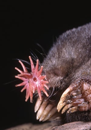 The world's ugliest animals - in pictures | Environment | The Guardian