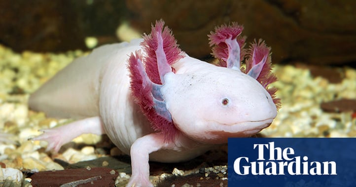 The world's ugliest animals - in pictures | Environment | The Guardian