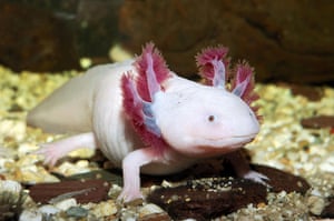 Ugly Animals: The axolotl, a salamander that can regenerate its own limbs and is said to 