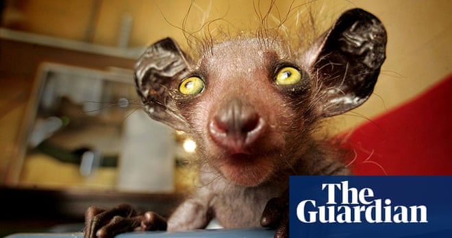 The world's ugliest animals - in pictures | Environment | The Guardian