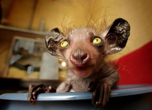 Ugly Animals: Eye-eye: A baby aye-aye, an unusual mammal native to Madagascar. 