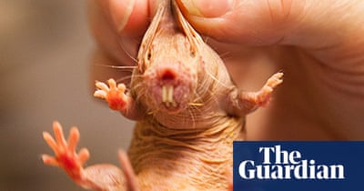 The World S Ugliest Animals In Pictures Environment The Guardian The World S Ugliest Animals In Pictures Environment The Guardian