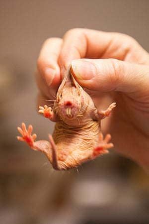 Ugly Animals: Need a face lift: A naked mole rat