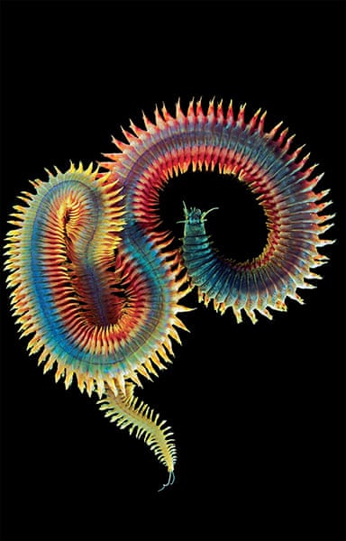 australia zoology jobs diversity in animal â amazing of pictures The life australia zoology jobs diversity in animal â amazing of pictures The life