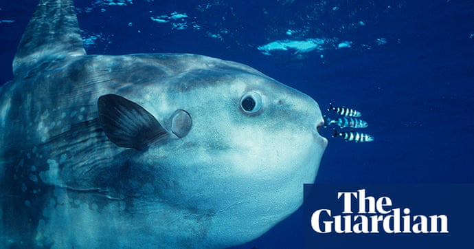 Sea creatures of the deep - in pictures, Environment