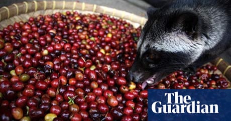Civet Coffee Why It S Time To Cut The Crap Coffee The Guardian Civet Coffee Why It S Time To Cut The Crap Coffee The Guardian