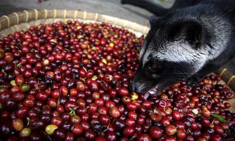 Civet coffee: why it's time to cut the crap | Coffee | The Guardian