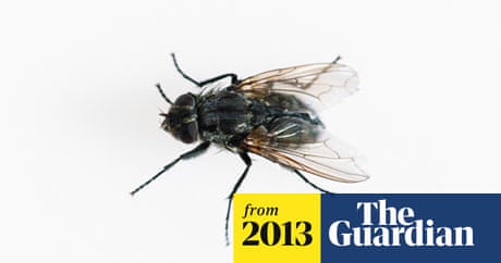 Time Passes More Slowly For Flies Study Finds Science