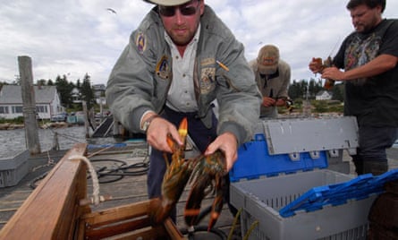 Buying lobster at a fisherman cooperative Stonington 