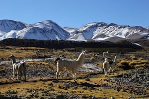 Andes crossing: Lamas at around 4,000m, Andes