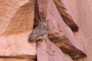 Andes crossing: Magellanic horned owl, Andes