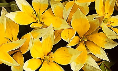 Plant of the week: Tulipia Tarda