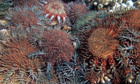 Coral eating starfish Acanthaster planci