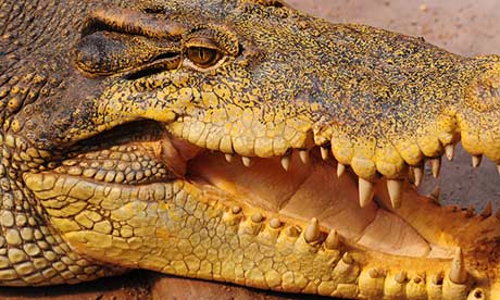 Are There Crocodiles in New Zealand