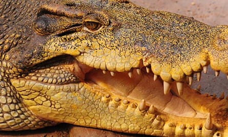 Crocodile Attacks Handler At Zoo On New South Wales South Coast Australia News The Guardian