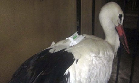 A migrating stork is held in a police station in Egypt