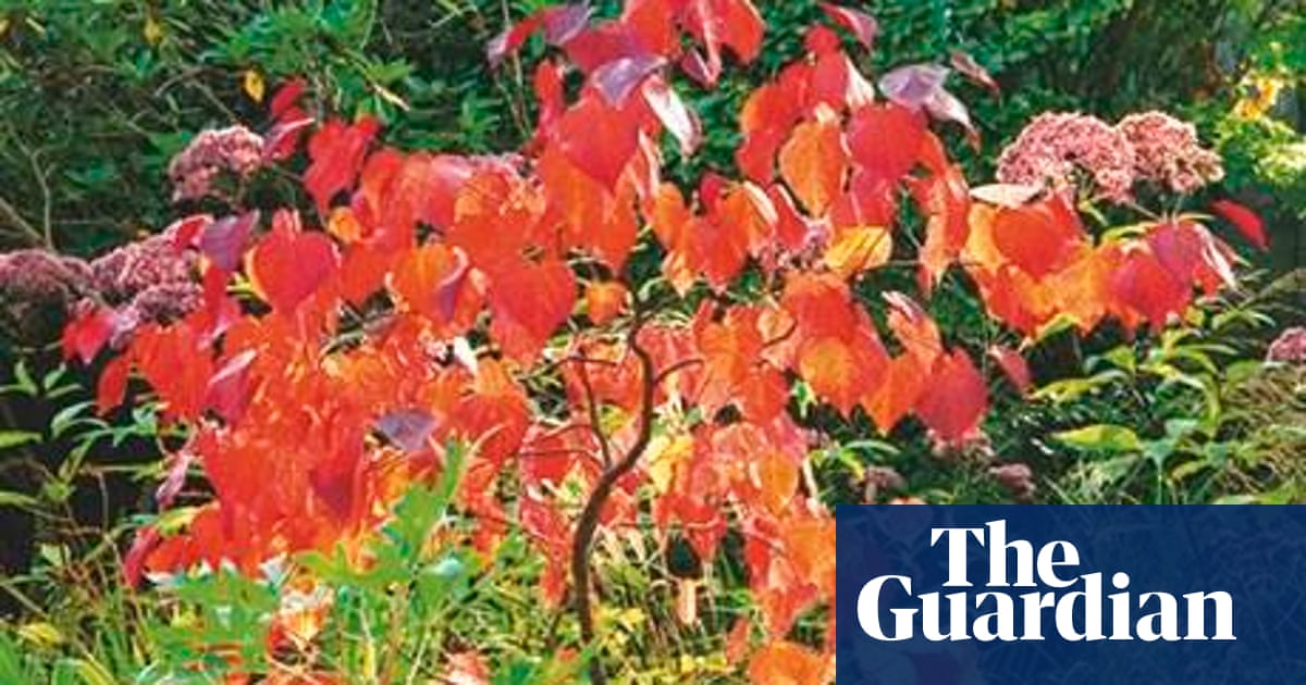 Gardens Five Ways With Trees For Small Spaces Life And Style The Guardian