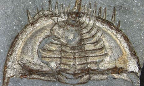 Specimen of the trilobite Mummaspis muralensis