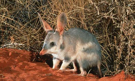 A bilby in the wild
