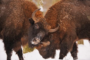 Wildlife comeback: European bison (Bison bonasus) Bialowieza forest, Poland